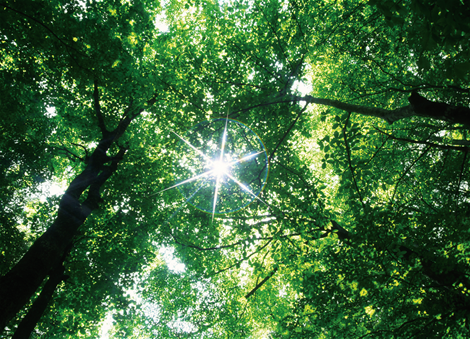 forest with sun behind_rgbsmall